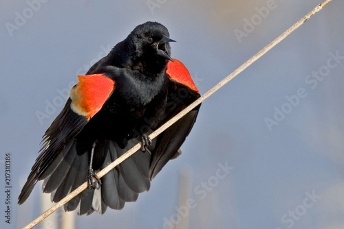 Red Winged Blackbird, Agelaius phoeniceus, displaying male photo