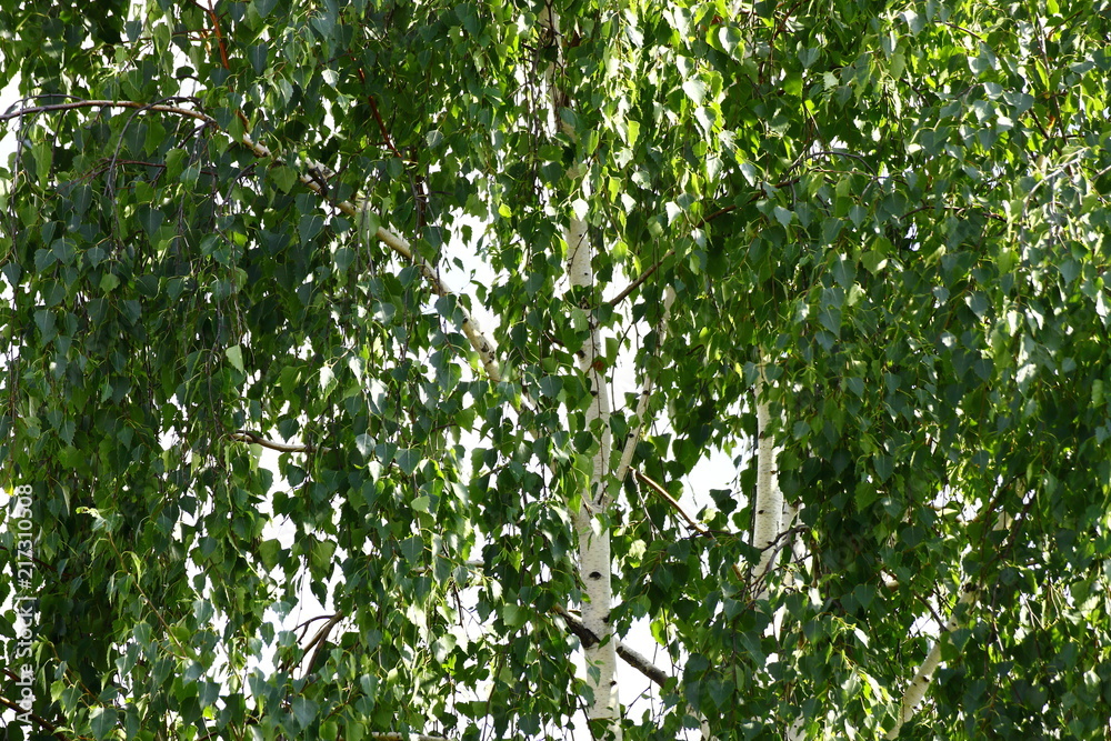 Birch in summer is very hot and very sunny. Birch in summer is very hot and very sunny.