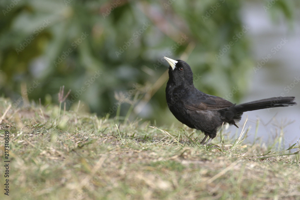 Solitary Cacique, Cacicus solitarius, in Argentina Solitary Cacique, Cacicus solitarius, in Argentina