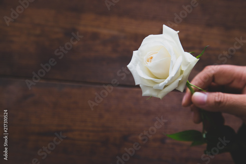 Hand holding beautiful white rose on wooden background