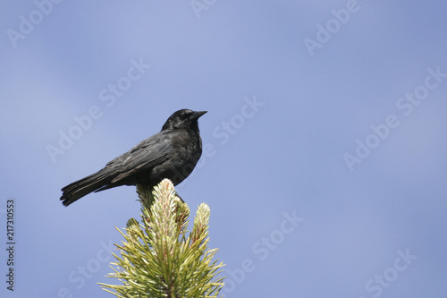 Austral Blackbird, Curaeus curaeus from Tierra del Fuego photo