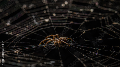 Spinne auf dem Netz