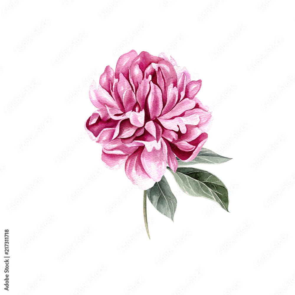 Beautiful Watercolor set with peony. Beautiful Watercolor set with peony.