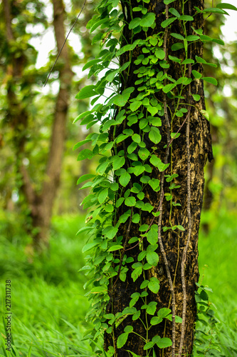 Vines in the rain forest are wrapped up around the tree.