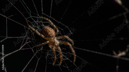 Spinne auf dem Netz © AL-U-MA