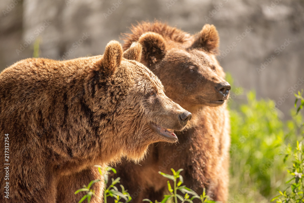Wild brown bear Wild brown bear