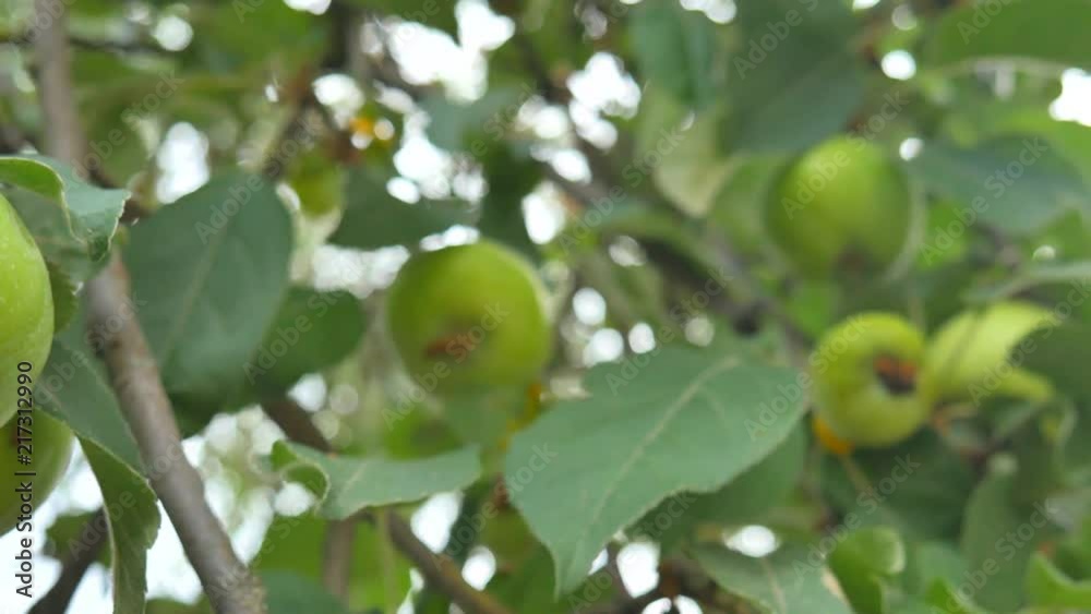 Green apples on the tree, camera movements. Green apples on the tree, camera movements.