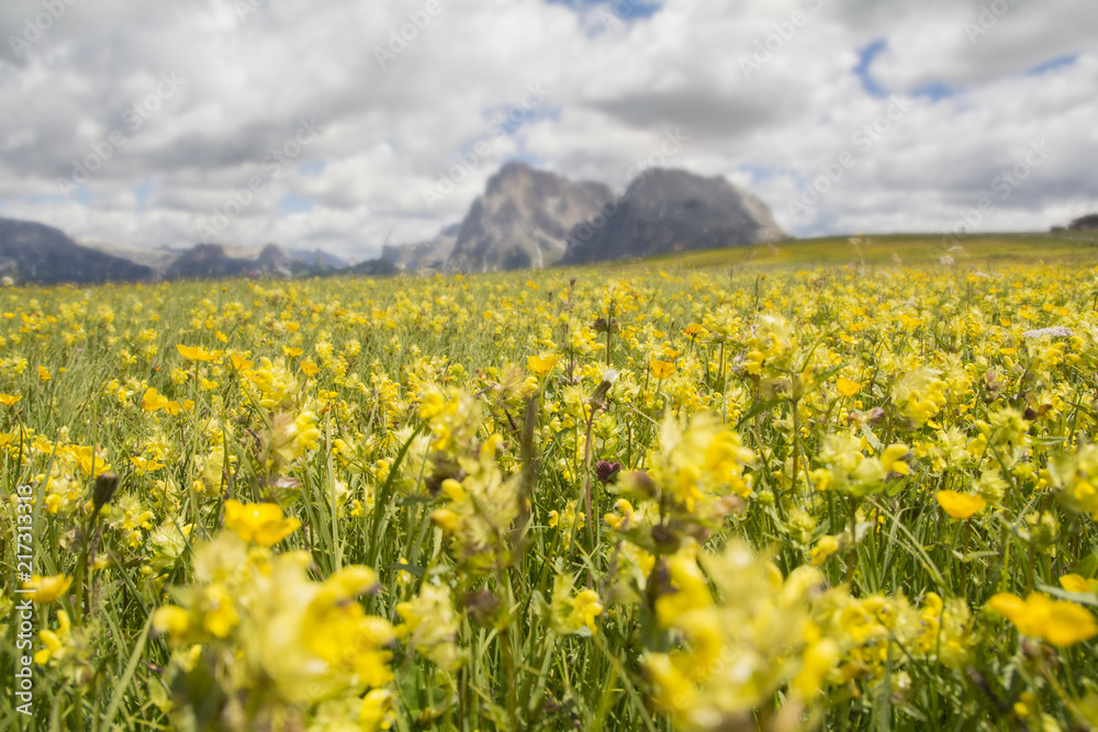 Fototapeta premium Kwitnące latem Alpe di Siusi