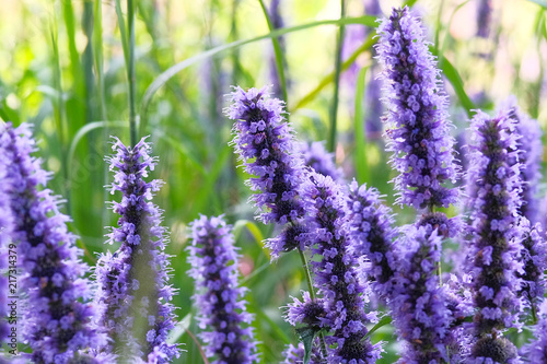 Close up purple summer flowers on blurred background of green grass. Hyssop of violet color.Hyssopus officinalis photo