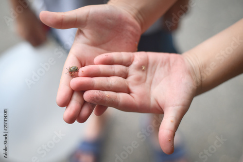Children hands holding a potato beetle