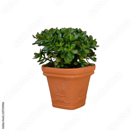 Fototapeta Naklejka Na Ścianę i Meble -  Outdoor clay pot with green succulent plant  in landscape design, isolated on white background. Сontainer gardening.