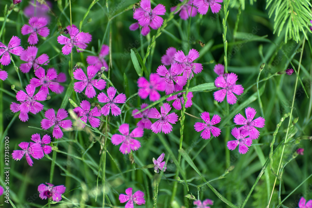 pink tiny flowers bobbing out of grass in the spring garden