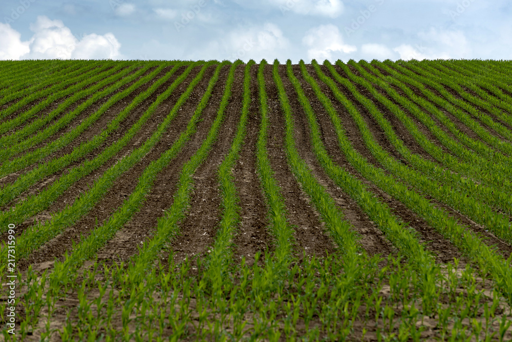 rows of young green grain sown on field in the spring