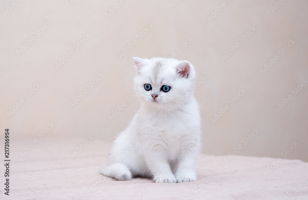The small British kitten with big, bright blue eyes proudly looking to the side The small British kitten with big, bright blue eyes proudly looking to the side