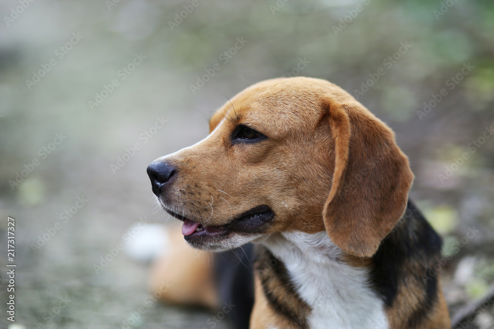 Portrait of beagle dog outdoor.