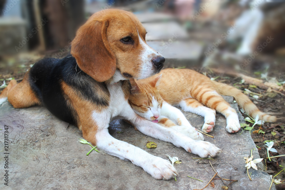 Beagle dog and brown cat lying together on the footpath. Beagle dog and brown cat lying together on the footpath.
