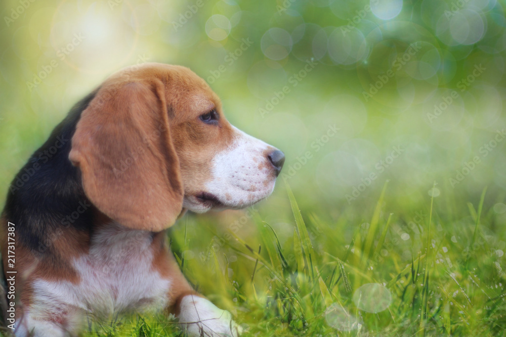 Portrait of beagle dog on the green grass outdoor.