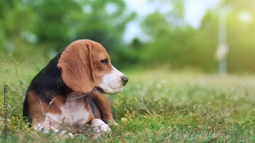 Portrait of beagle dog on the green grass outdoor.
