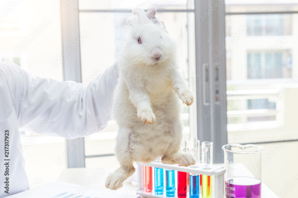experiment test in science laboratory with rabbit experiment test in science laboratory with rabbit