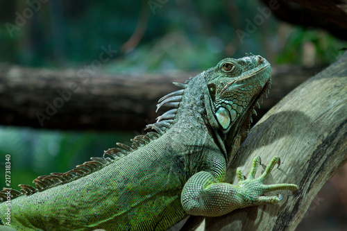 Green iguana on tree in tropical forrest