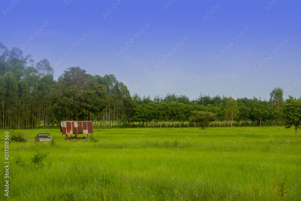 Green rice fields in Thailand Green rice fields in Thailand