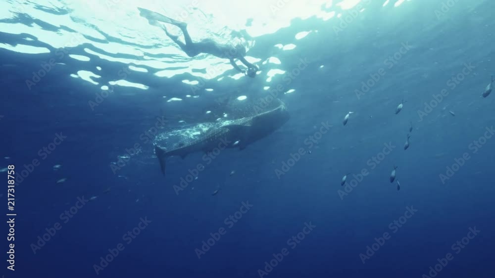 Closeup wildlife 4k shot of moving Whale Shark underwater in blue ocean, camera moving by the side of big marine animal, near water surface, aquatic background in tropical carribean sea Closeup wildlife 4k shot of moving Whale Shark underwater in blue ocean, camera moving by the side of big marine animal, near water surface, aquatic background in tropical carribean sea