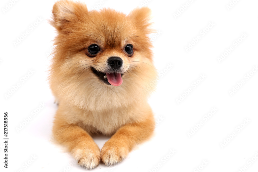 Pomeranian with white backdrop in studio