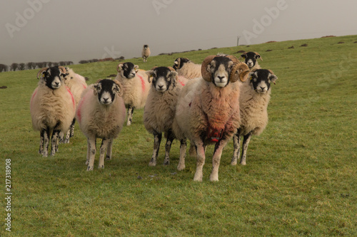 Swaledale ram and ewes