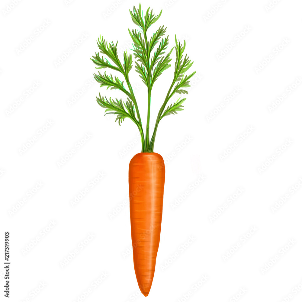 illustration with carrot and leaf on a white background illustration with carrot and leaf on a white background