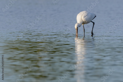 Eurasian Spoonbill (Platalea leucorodia) foraging in a lake