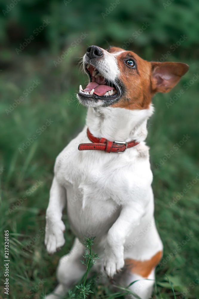 Portrait of jumping and barking small white and red dog jack russel terrier standing on its hind paws and looking up outside in park on green grass blurred background Portrait of jumping and barking small white and red dog jack russel terrier standing on its hind paws and looking up outside in park on green grass blurred background