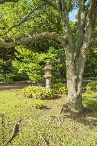 Stone lantern under a maple trunk in the garden of Rikugien in Tokyo in Japan.
