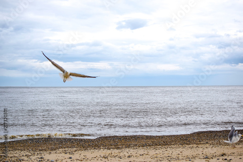 Fly-by  seagull flying over rocky beach and blue sky