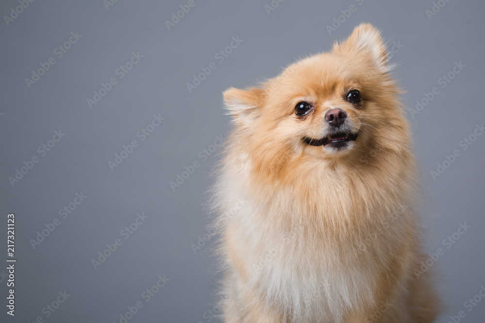Pomeranian dog 