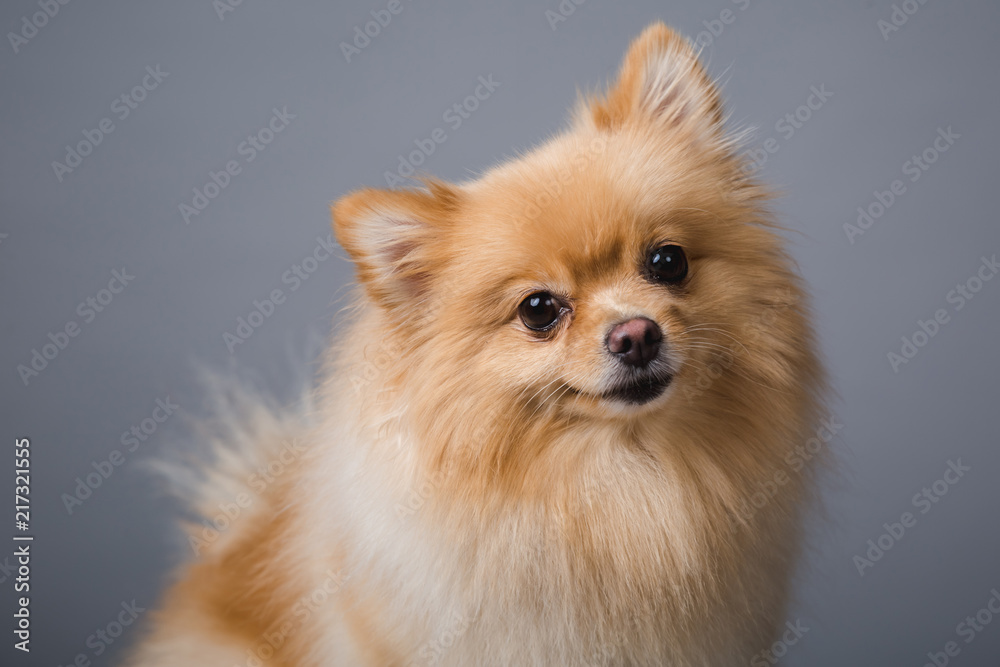 Pomeranian dog Pomeranian dog