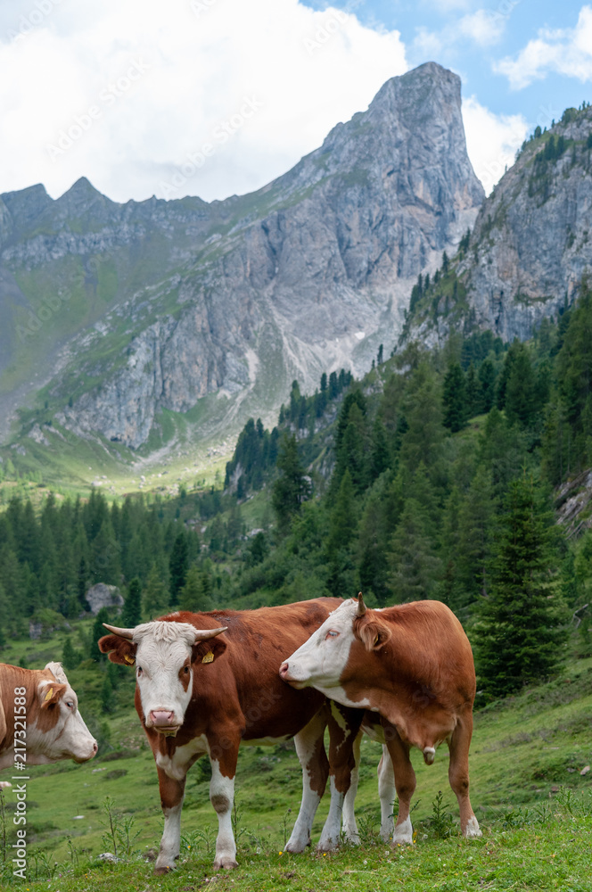 A group of Swiss Cows, grazing in a Meadow in the Itialian Alps, in the Dolomites, on a summer afternoon. A group of Swiss Cows, grazing in a Meadow in the Itialian Alps, in the Dolomites, on a summer afternoon.
