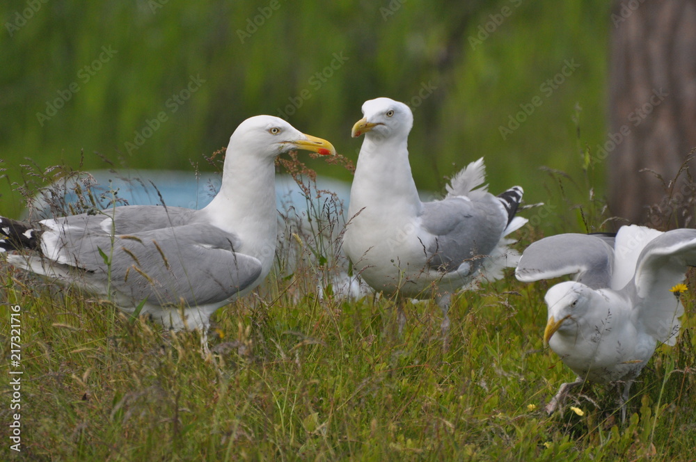 Seagull Seagull