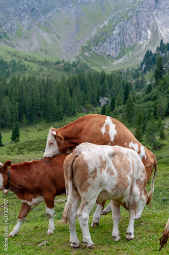 A group of Red-White Swiss Cows engaged in Mating behavior the Italian Dolomites, near Giau Pass, on a summer afternoon. © Goldilock Project