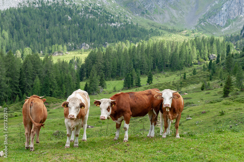 A group of Swiss Cows, grazing in a Meadow in the Itialian Alps, in the Dolomites, on a summer afternoon.