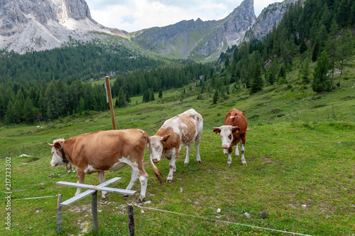 A group of Swiss Cows, grazing in a Meadow in the Itialian Alps, in the Dolomites, on a summer afternoon. © Goldilock Project