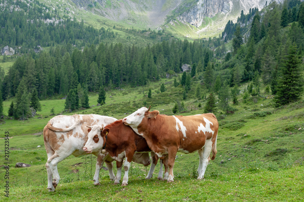 A group of Red-White Swiss Cows engaged in Mating behavior the Italian Dolomites, near Giau Pass, on a summer afternoon.
