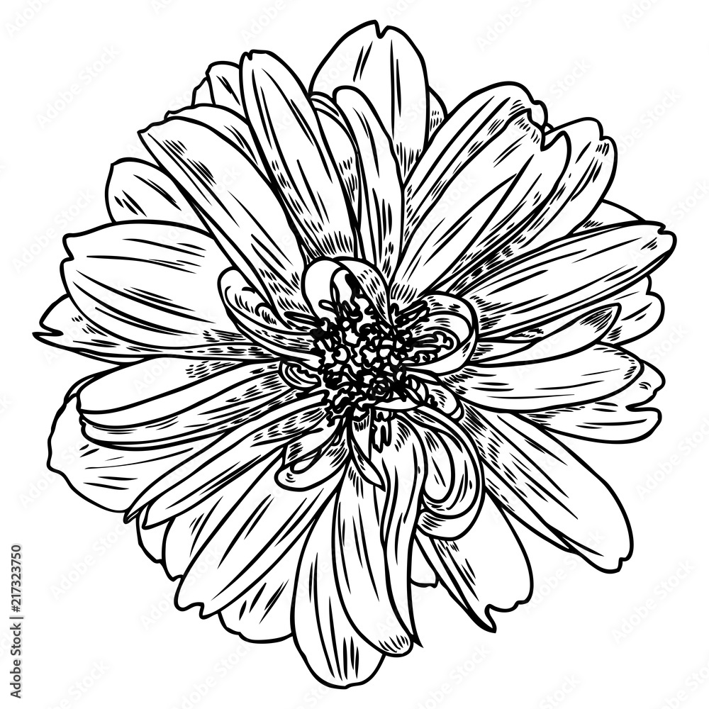 Dahlia flower. Botanical black and white ink vintage illustration. Summer design elements. Related species include the daisy, chrysanthemum, and zinnia. Floral head. Vector.