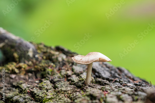 Mushroom Growing On Tree