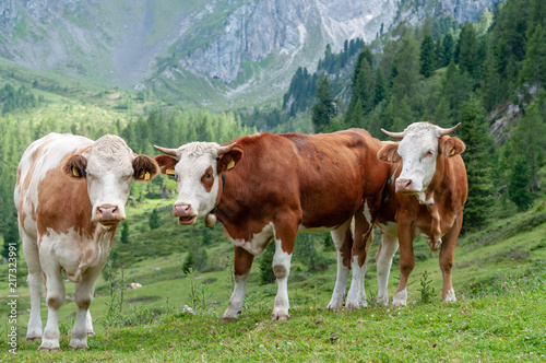 A group of Swiss Cows, grazing in a Meadow in the Itialian Alps, in the Dolomites, on a summer afternoon.