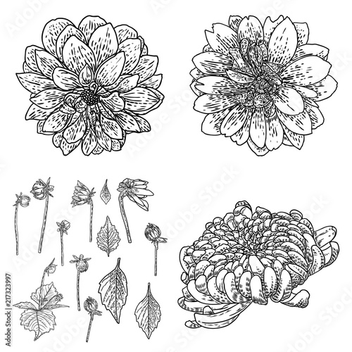 Flowers set. Botanical Dahlias and zinnia illustration summer design elements. Black and white collection of hand drawn flowers and herbs isolate on white background. Vector.
