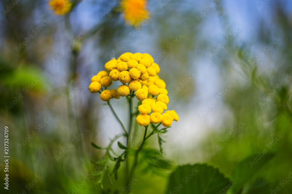 tansy tansy