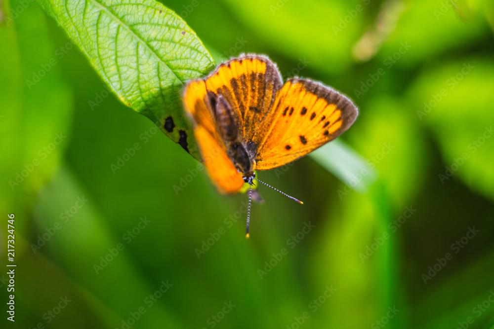 Obraz premium butterfly