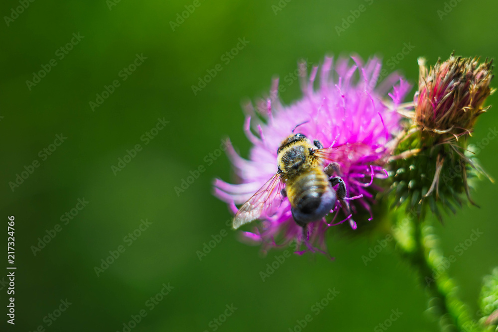 bee bee