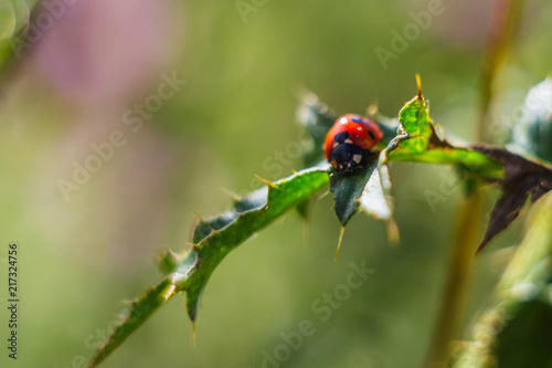 ladybug © artem