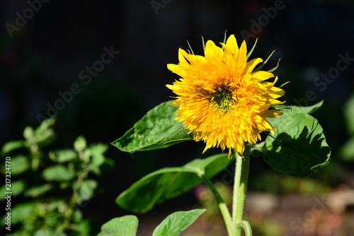 Sunflower on a dark background close-up. photo